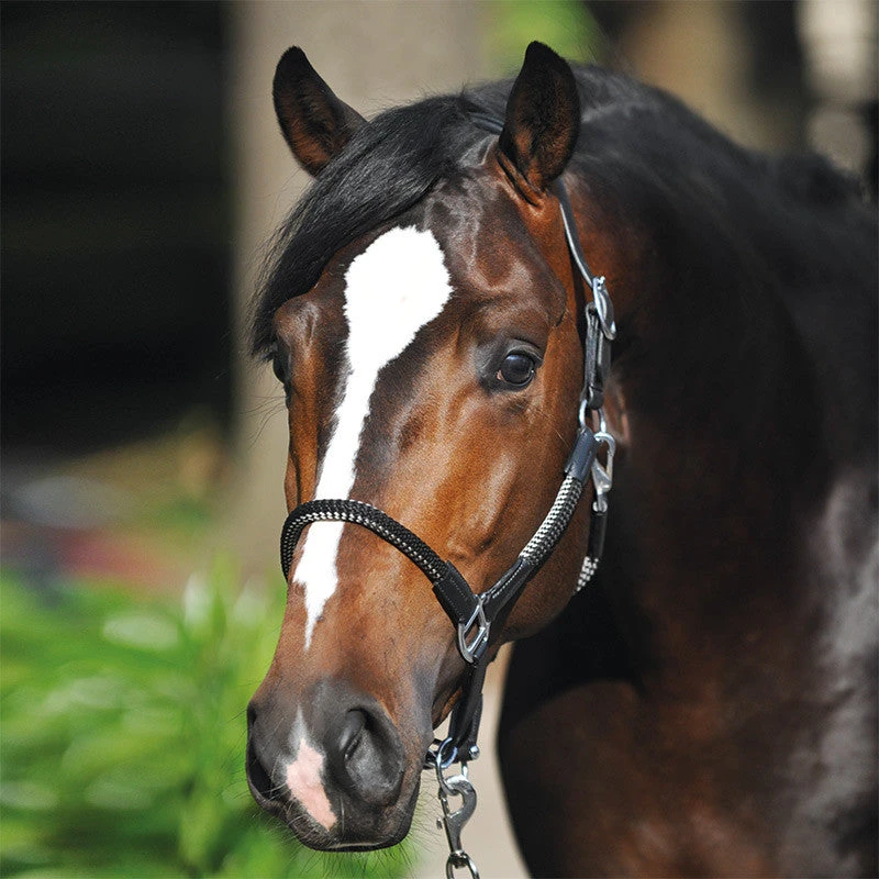 Kavalkade Rope Halter Set - Image 6