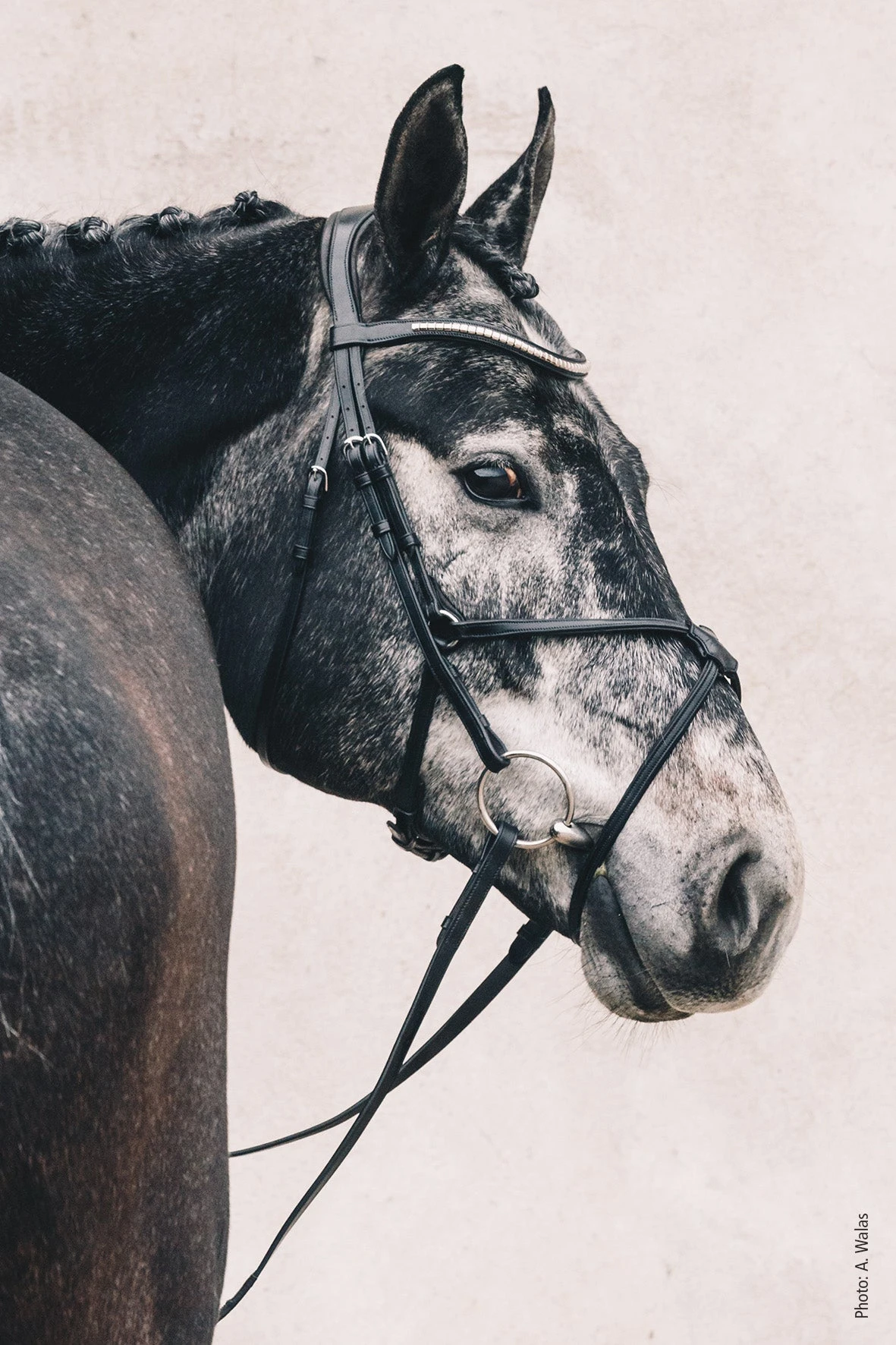 Schockemohle Rio Select Anatomical Bridle - Image 4